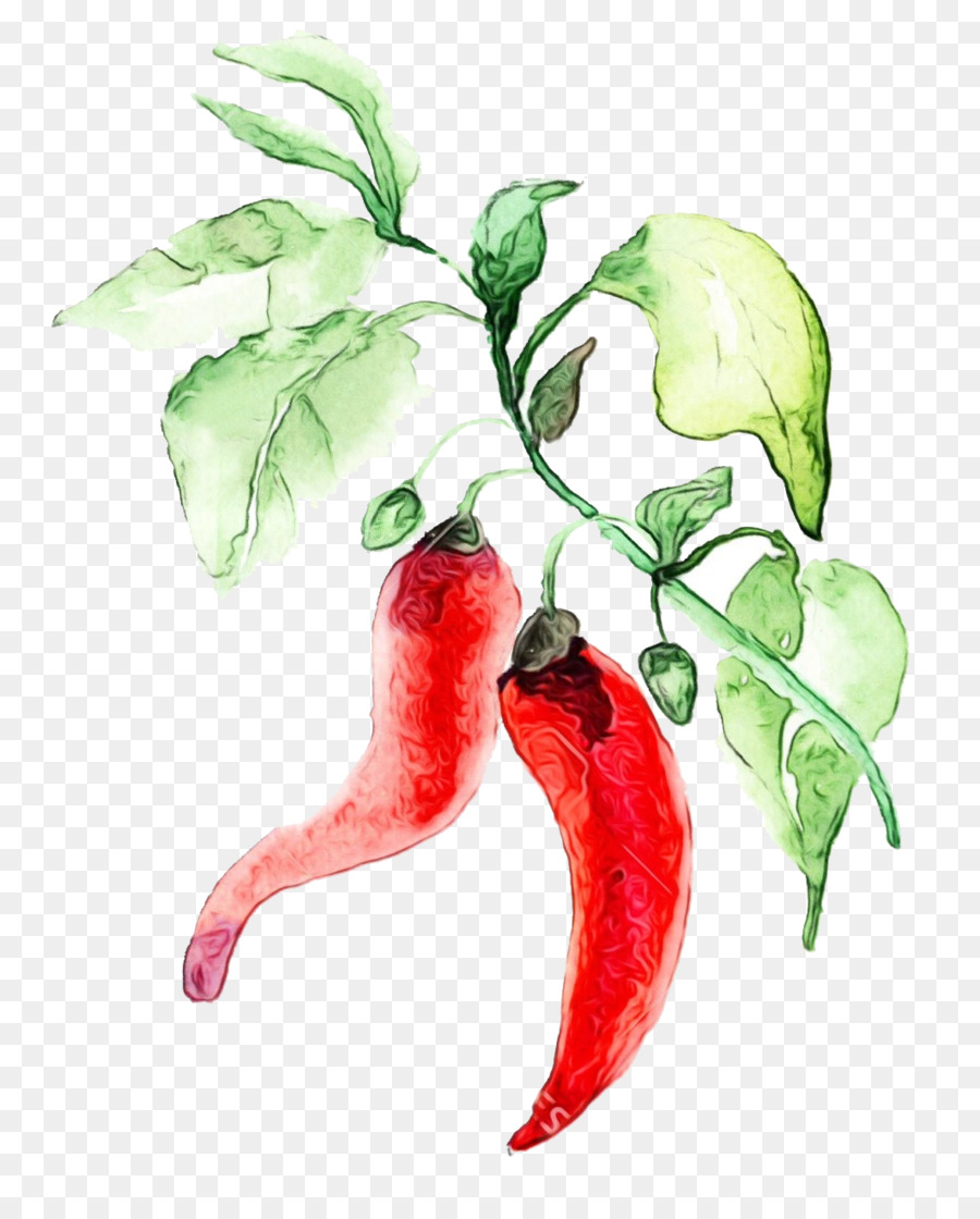 Pimenta，Apimentado PNG