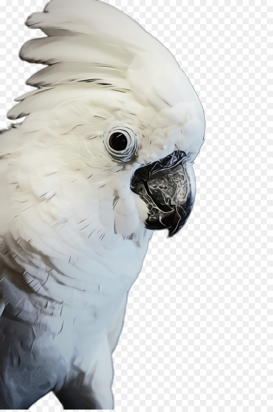 Aves，Cacatua PNG