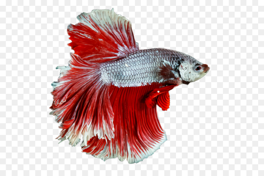 Peixe Beta，Peixe PNG