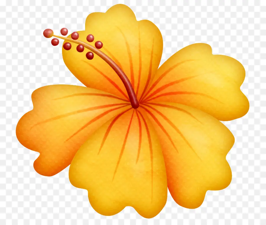 Havaiano De Hibisco，Hibiscus PNG