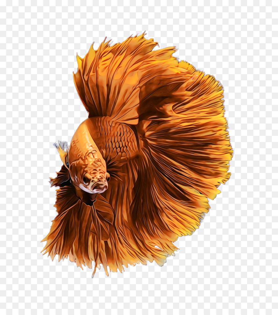 Laranja，Marrom PNG