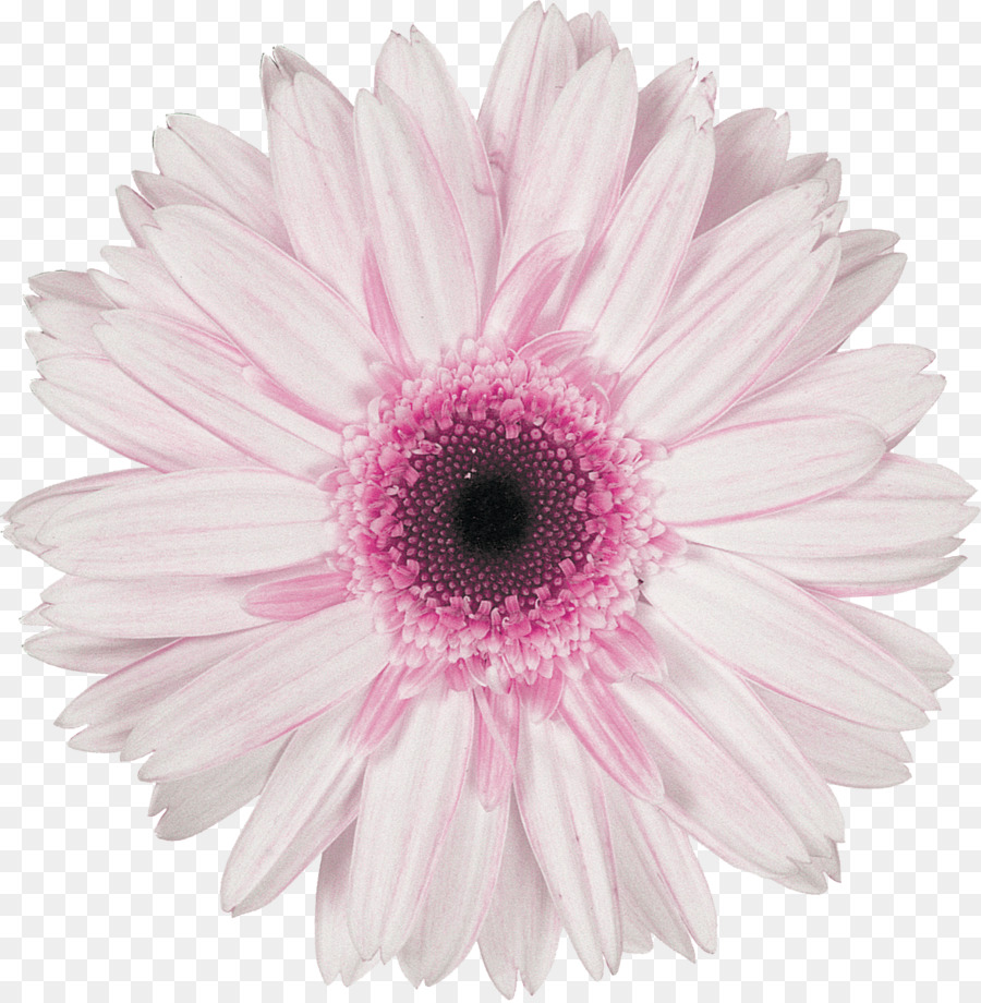 Flor，Florescer PNG