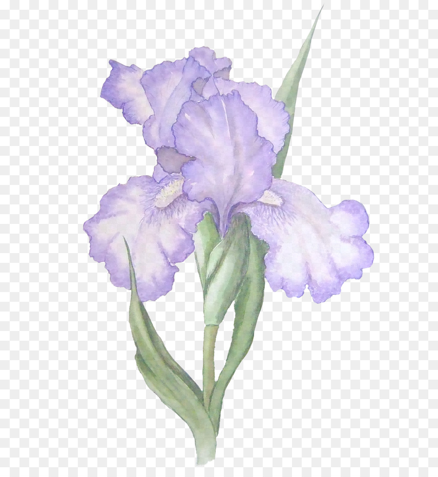 Íris，Roxo PNG