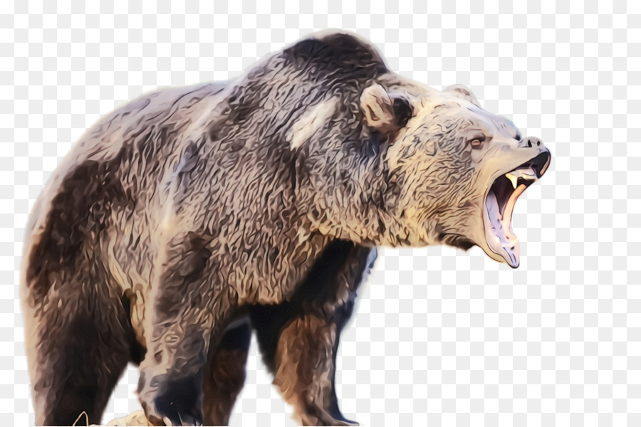 Urso，Urso Pardo PNG