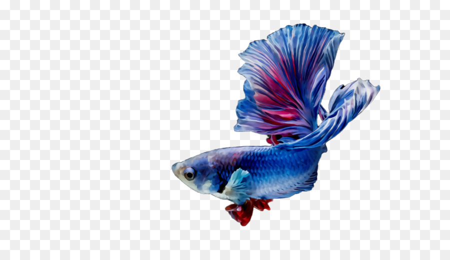 Peixe，Azul Elétrico PNG