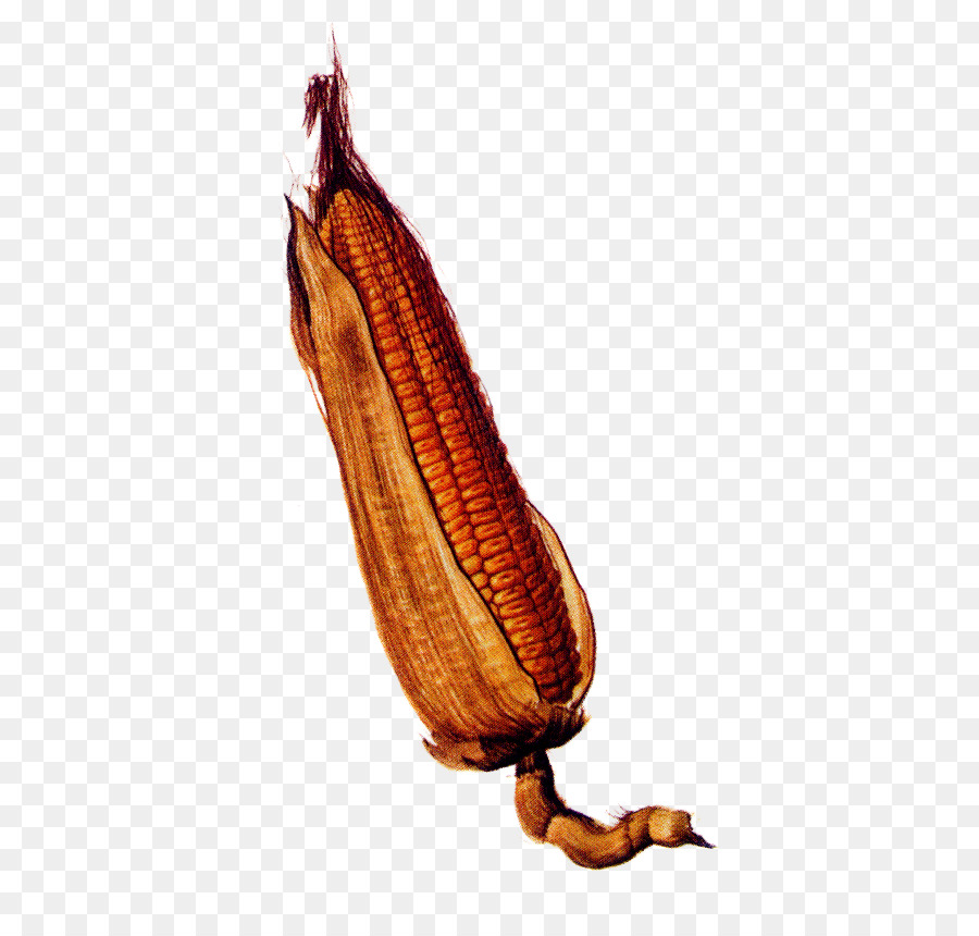 Nepenthes，Planta PNG