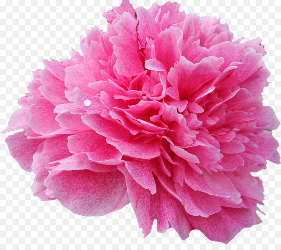 Cor De Rosa，Flor PNG