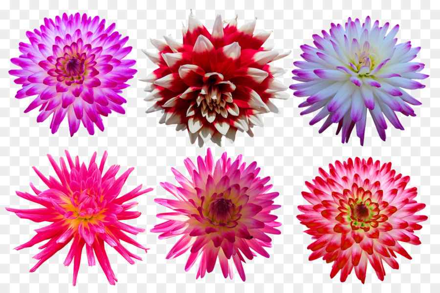 Flor，Aster Da China PNG