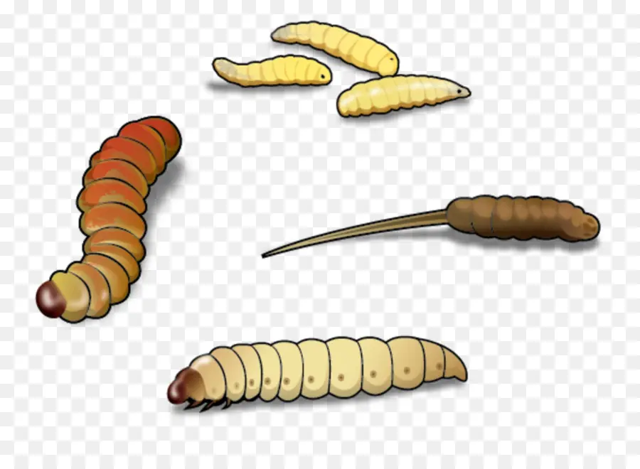 Waxworm，Caterpillar PNG