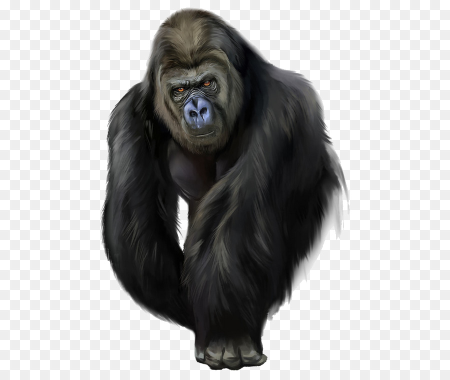 Focinho，Planície Ocidental Gorila PNG