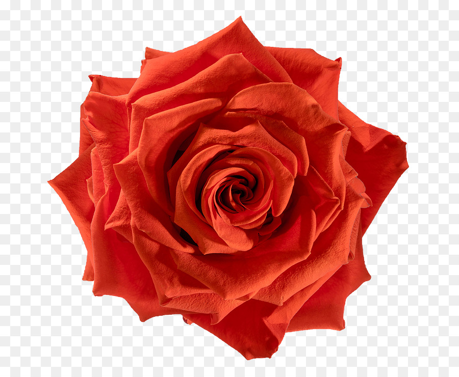 Flor，Rosa PNG