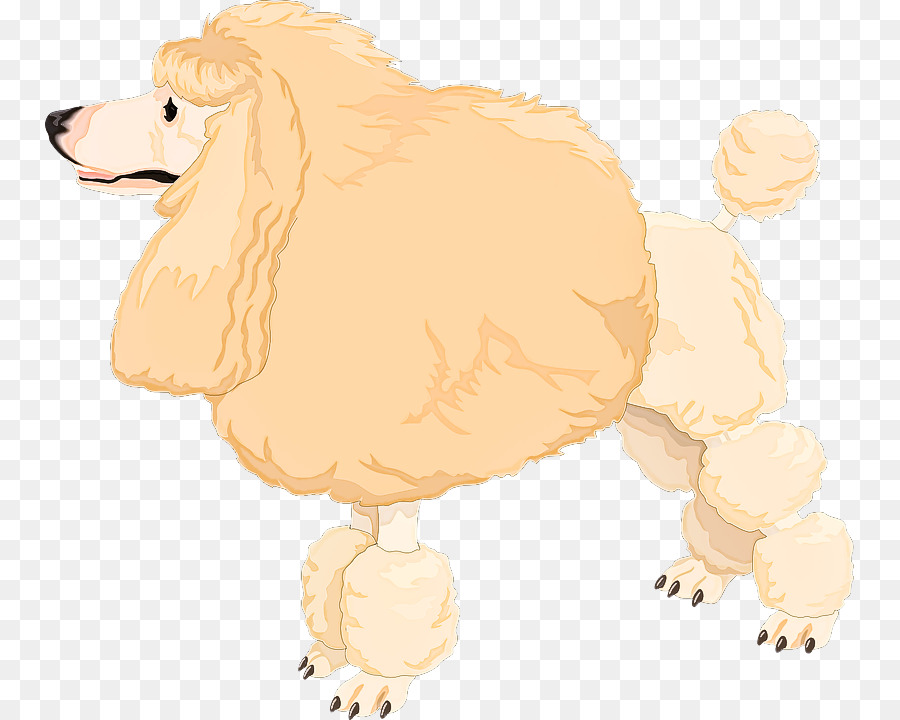 Cachorro，Poodle PNG
