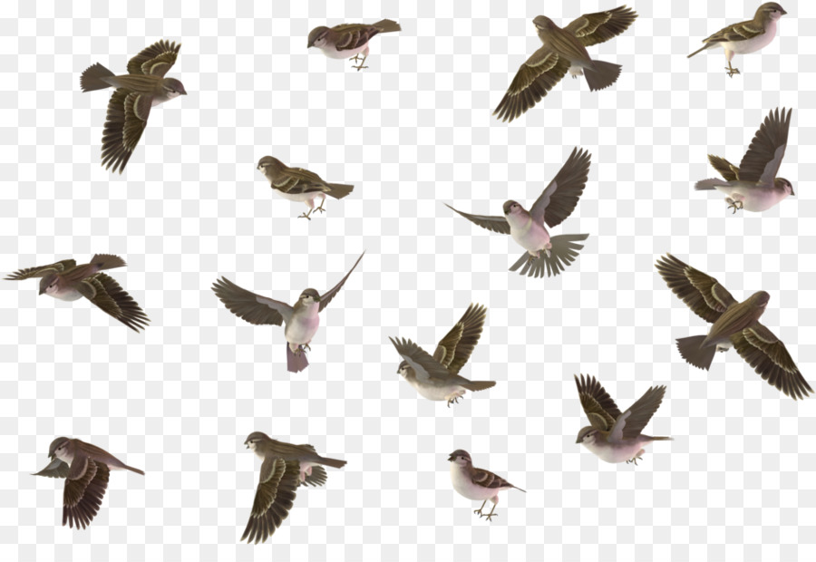 Aves，Animais De Migração PNG