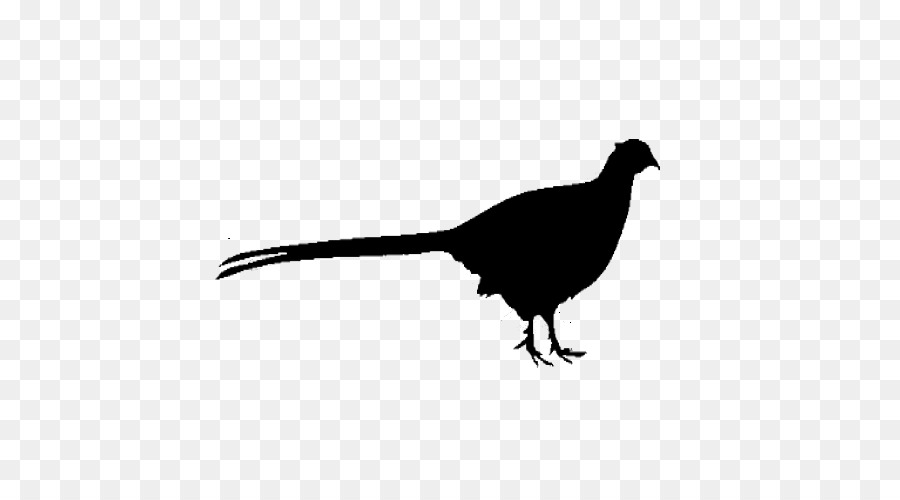 Aves，Bico PNG