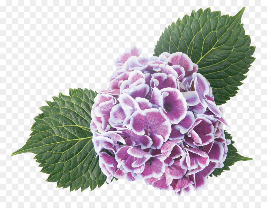 Flor，Planta PNG