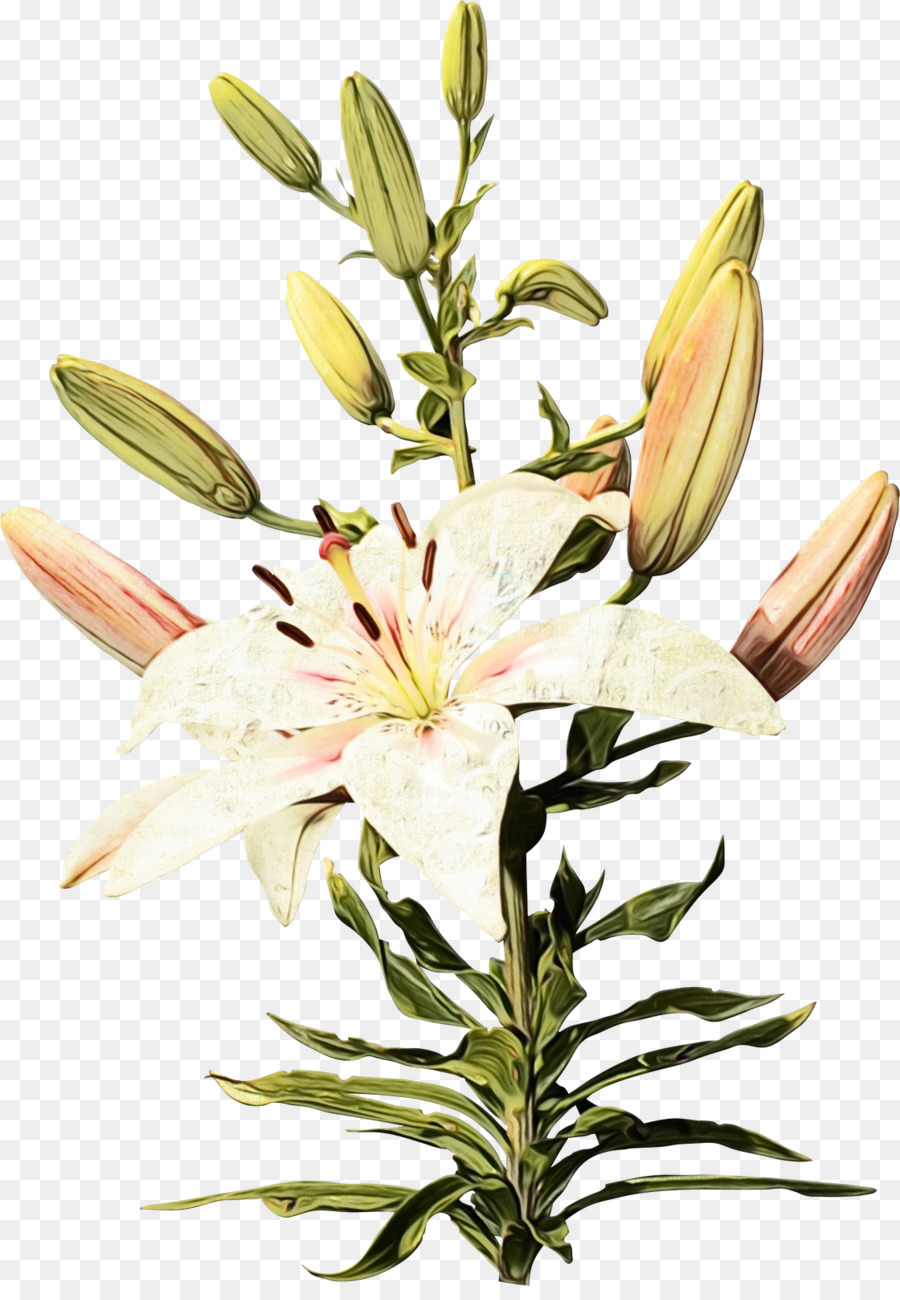 Lírio Branco，Flor PNG