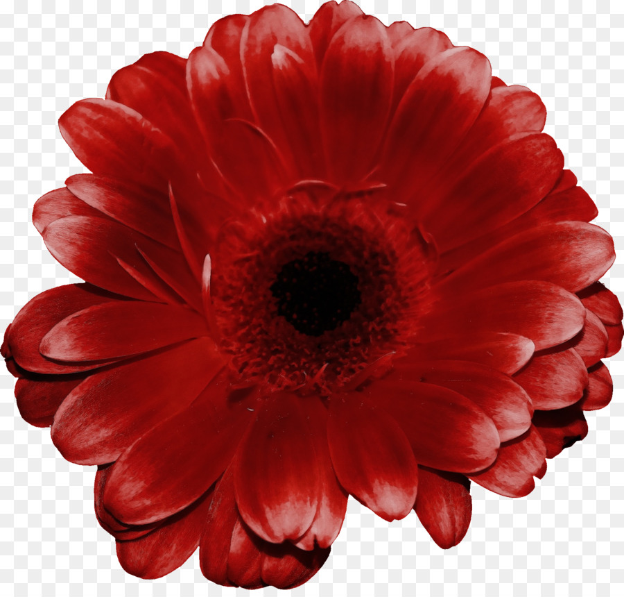 Flor，Vermelho PNG