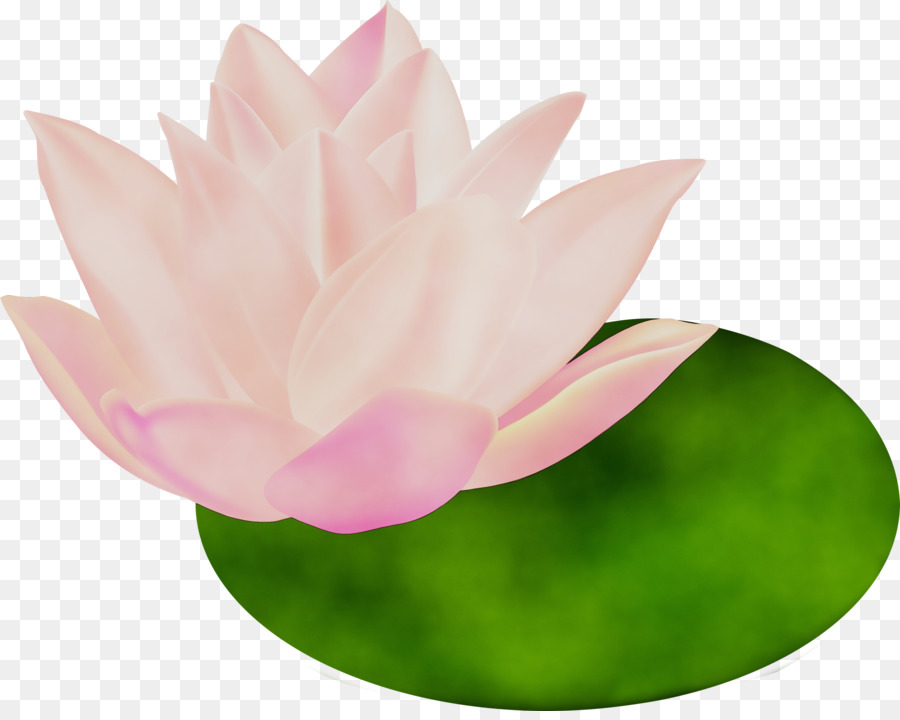 Nenúfares，Lótus PNG