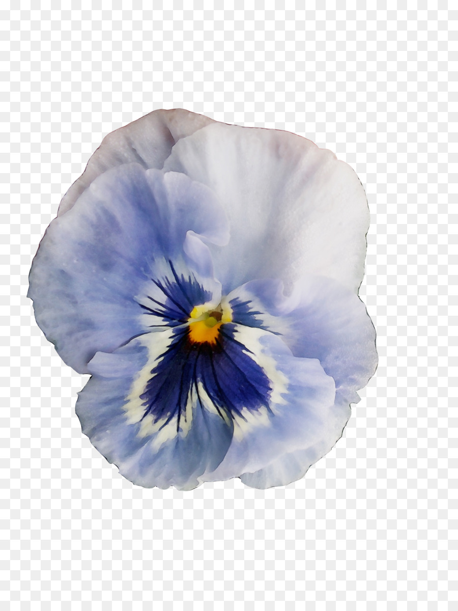 Flor Azul，Solteiro PNG