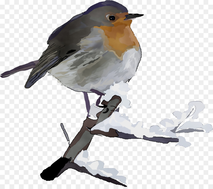 Aves，Europeia Robin PNG