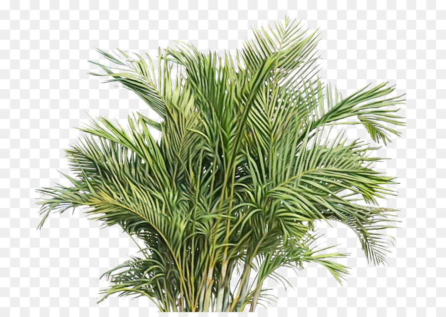 Planta，Pinho Branco PNG