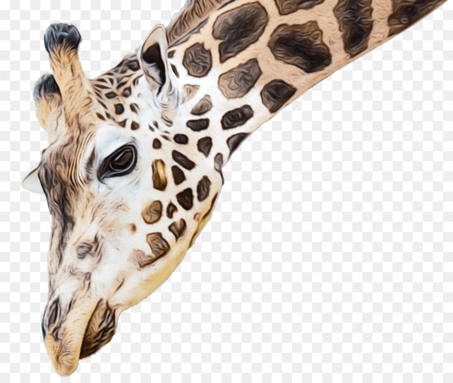 Girafa，Pescoço Longo PNG