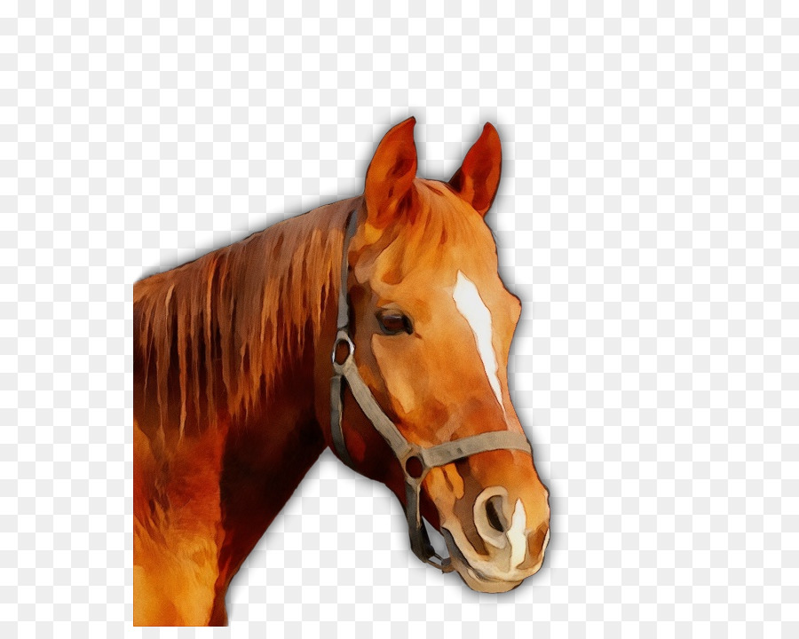Cavalo，Alazão PNG