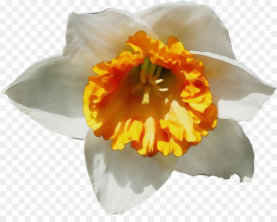 Narciso，Amarelo PNG