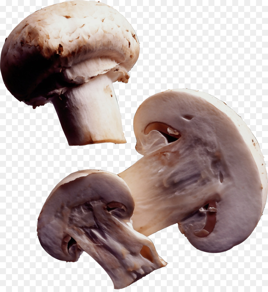 Agaricus，Cogumelo Champignon PNG