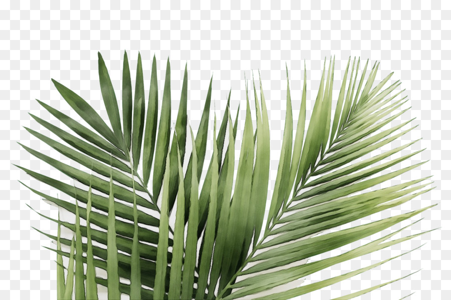 Folha，Planta PNG