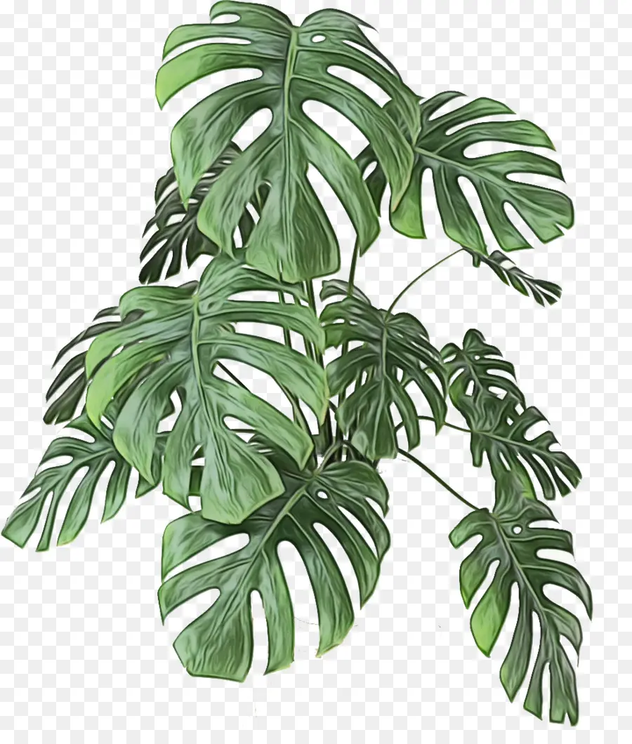 Monstera Deliciosa，Folha PNG