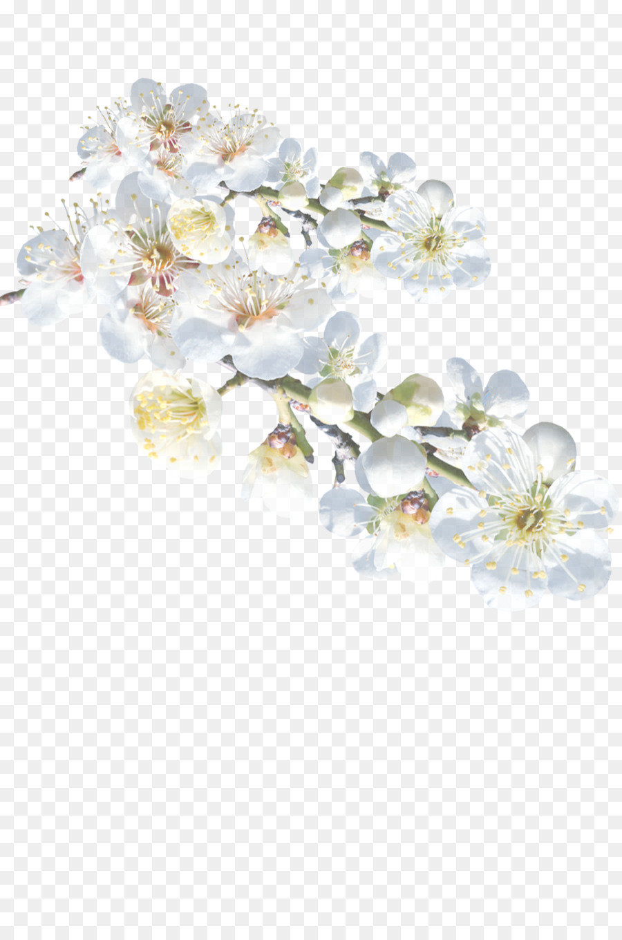 Branco，Flor PNG