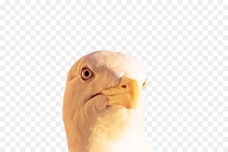 Bico，Aves PNG