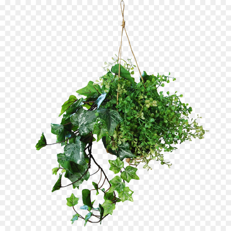 Planta Suspensa，Plantar PNG