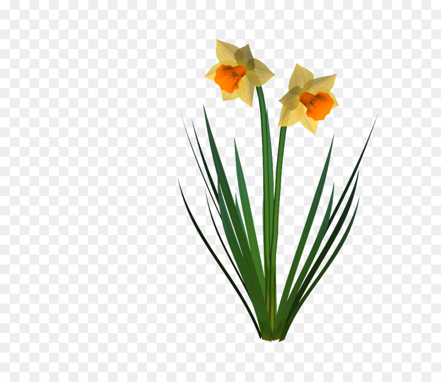 A Floração Da Planta，Flor PNG