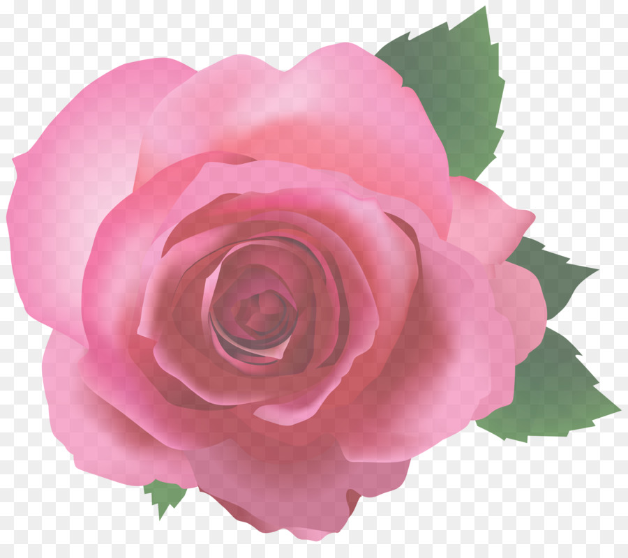 Rosa Pêssego，Florescer PNG