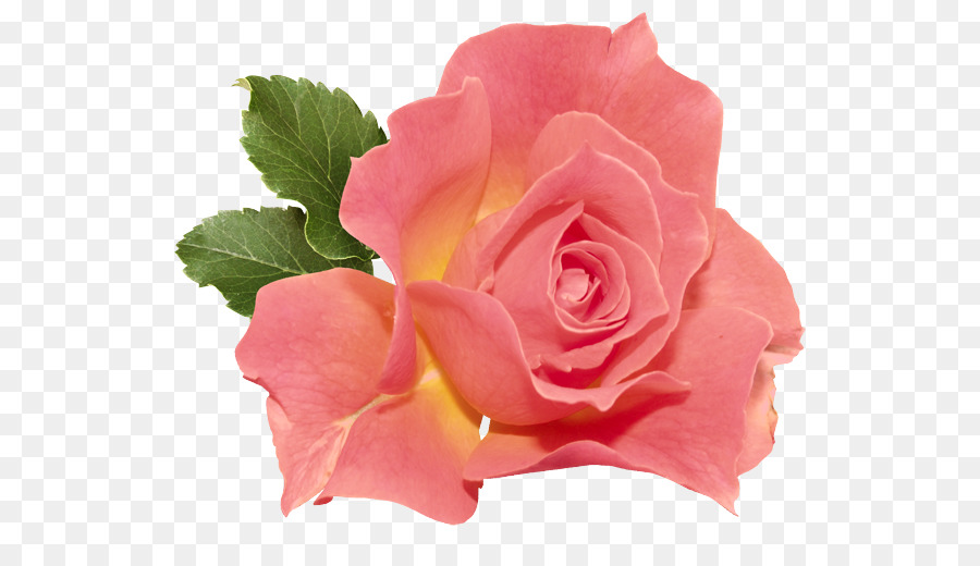 Rosa Pêssego，Florescer PNG