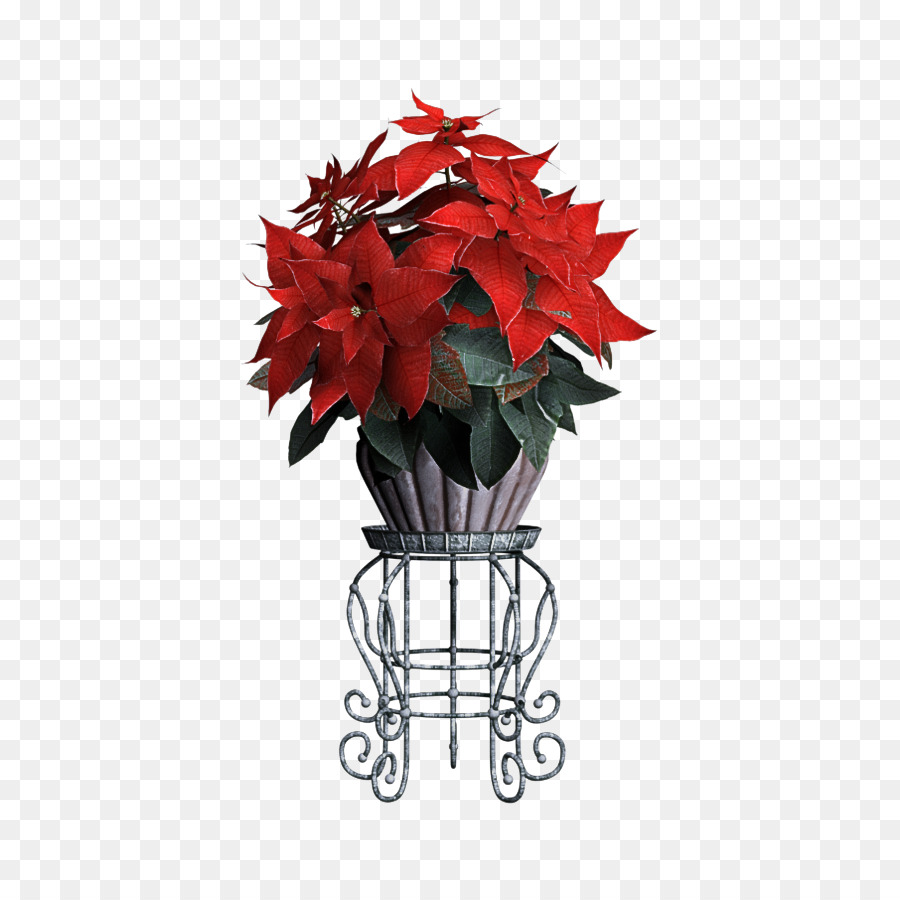 Vermelho，Poinsettia PNG