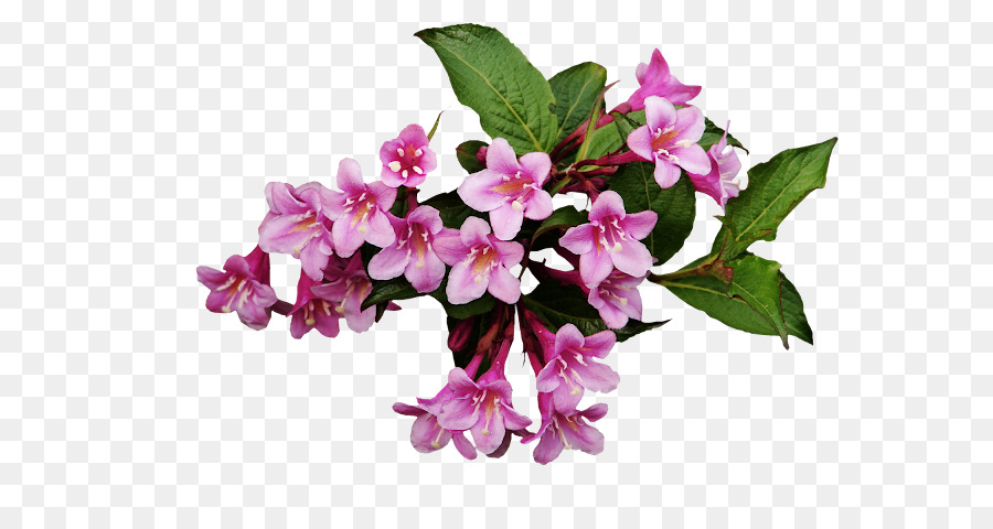 Flores Rosa，Florescer PNG