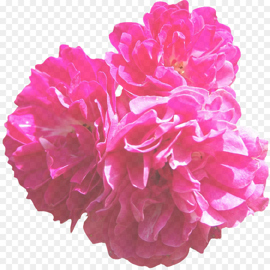 Flor Rosa，Flor PNG