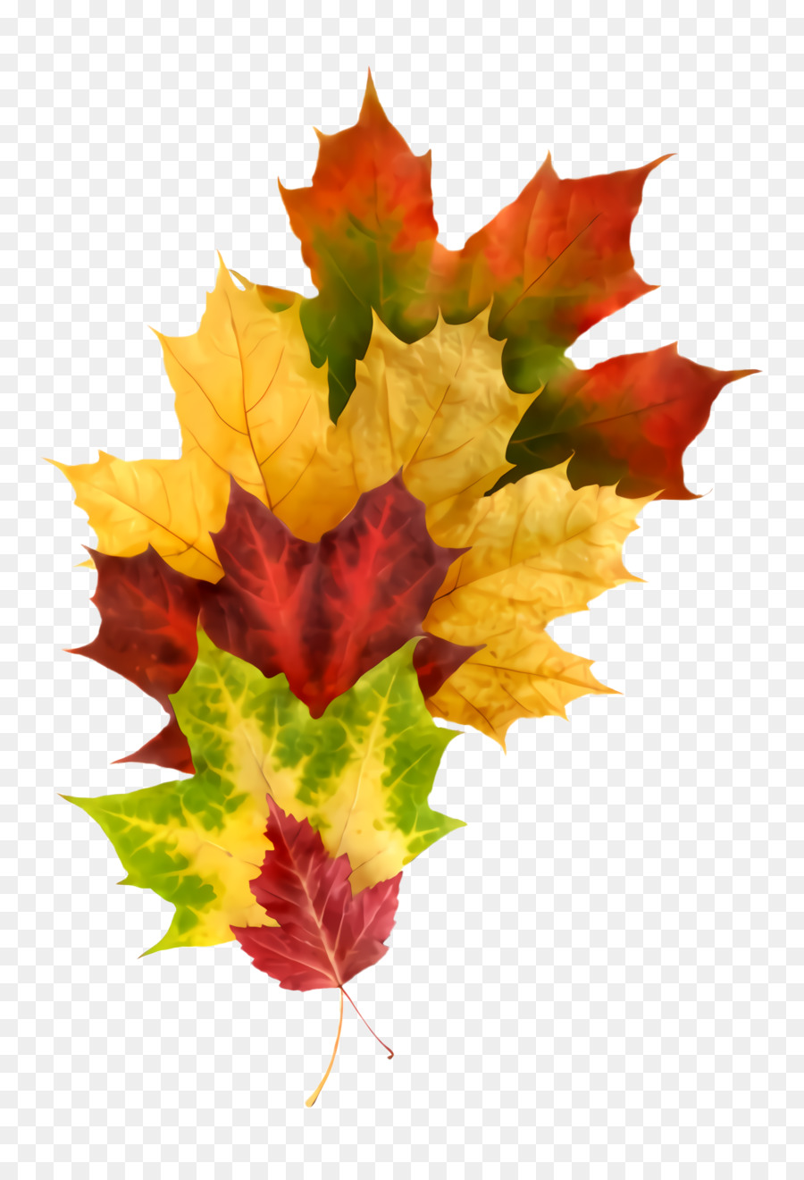 Folha，Maple Leaf PNG