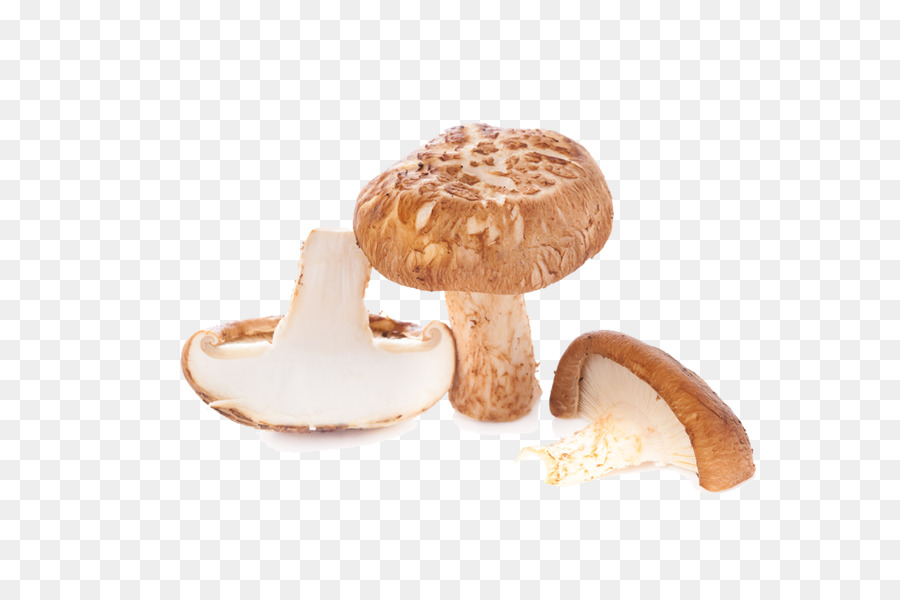 Agaricaceae，Agaricus PNG