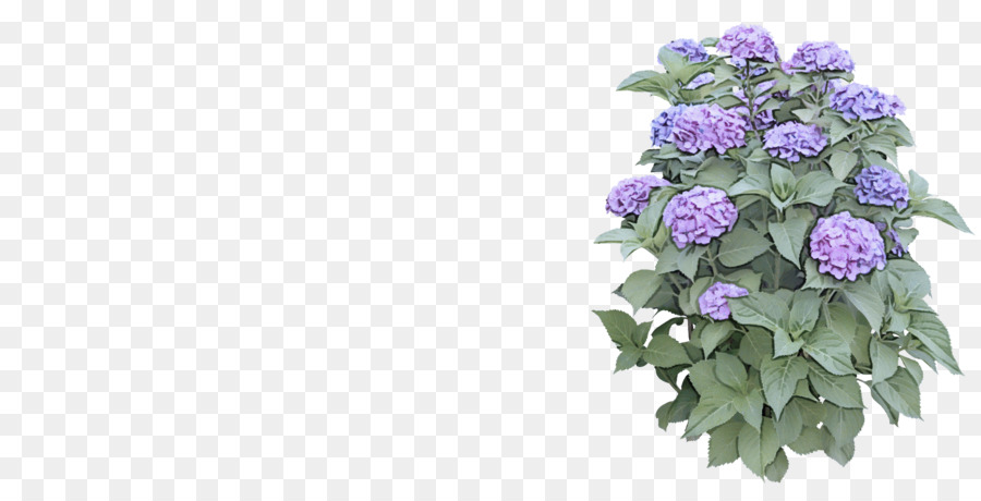 Hortênsia，Flor PNG