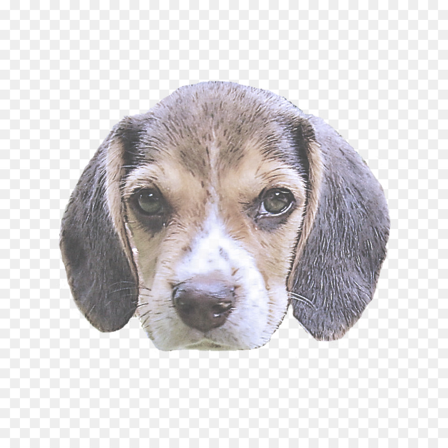 Cachorro，Beagle PNG