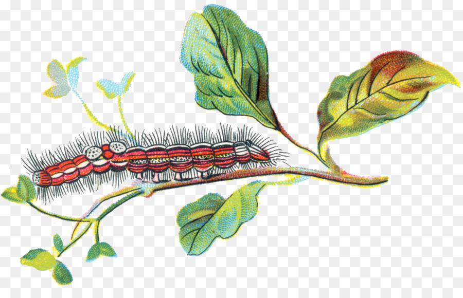 Caterpillar，Folha PNG