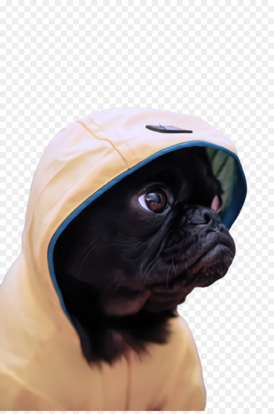 Pug，Cachorro PNG