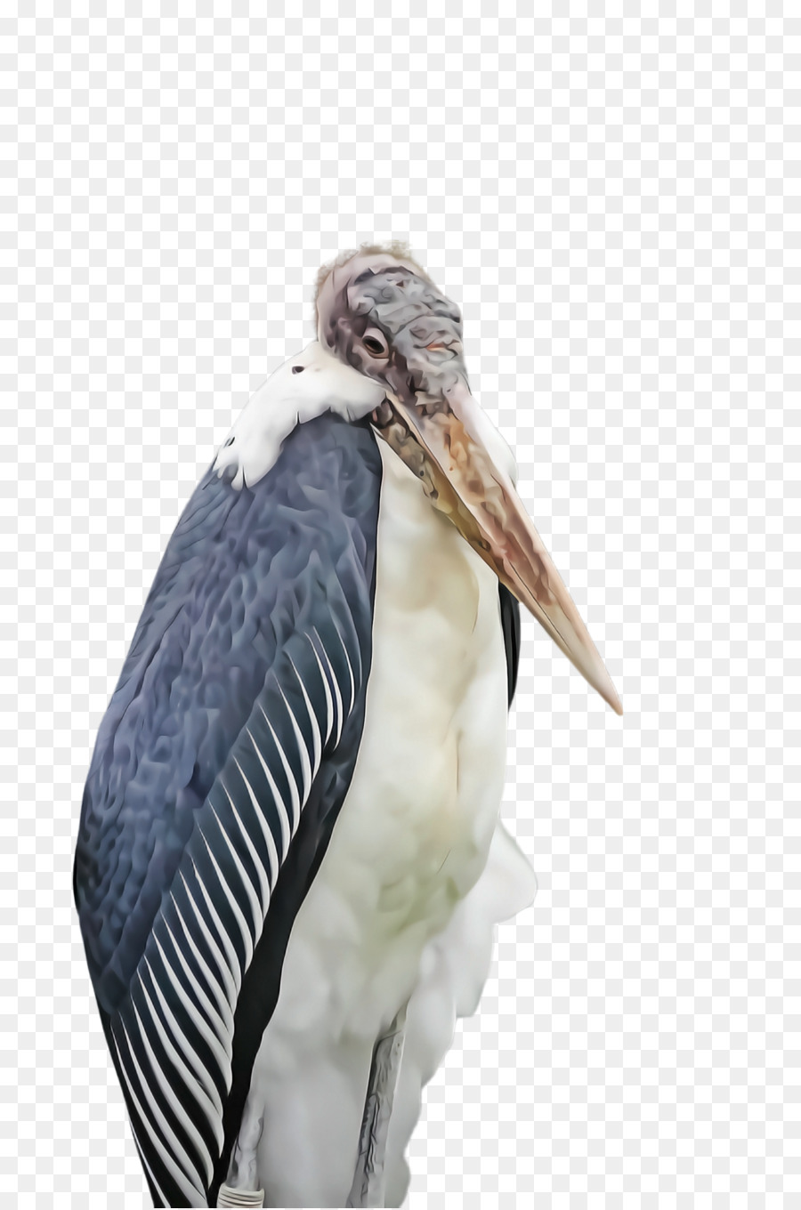 Marabou Scoork，Pássaro PNG