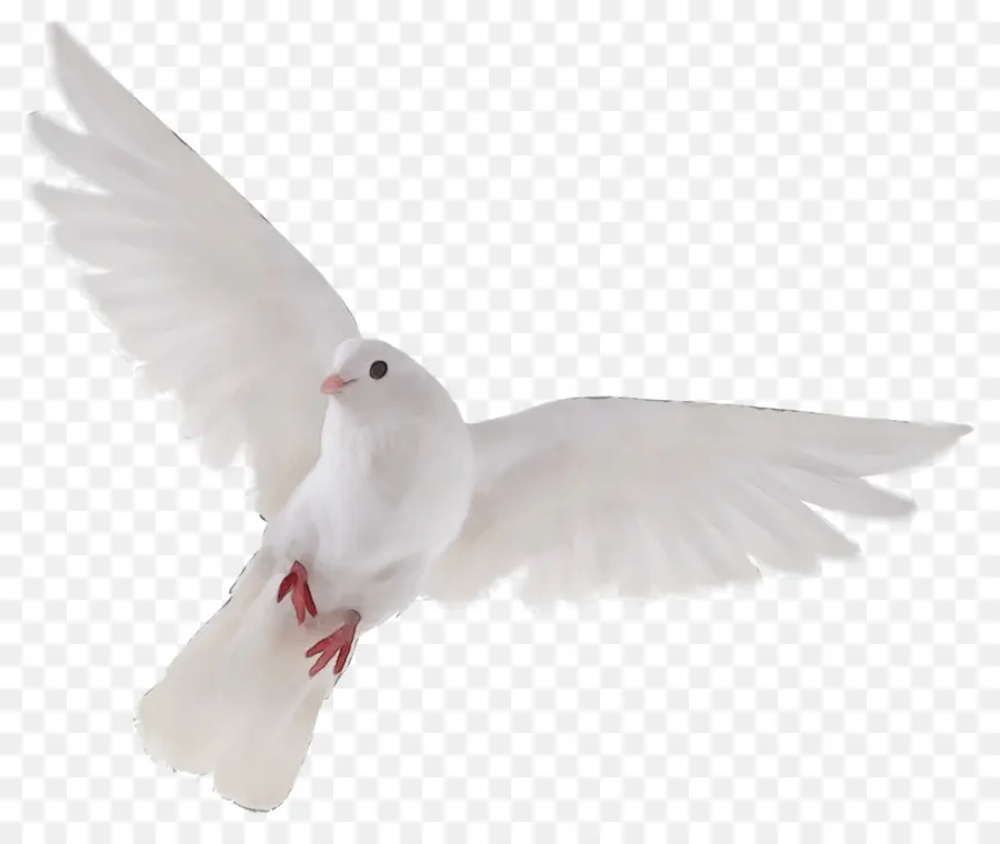 Branco，Aves PNG