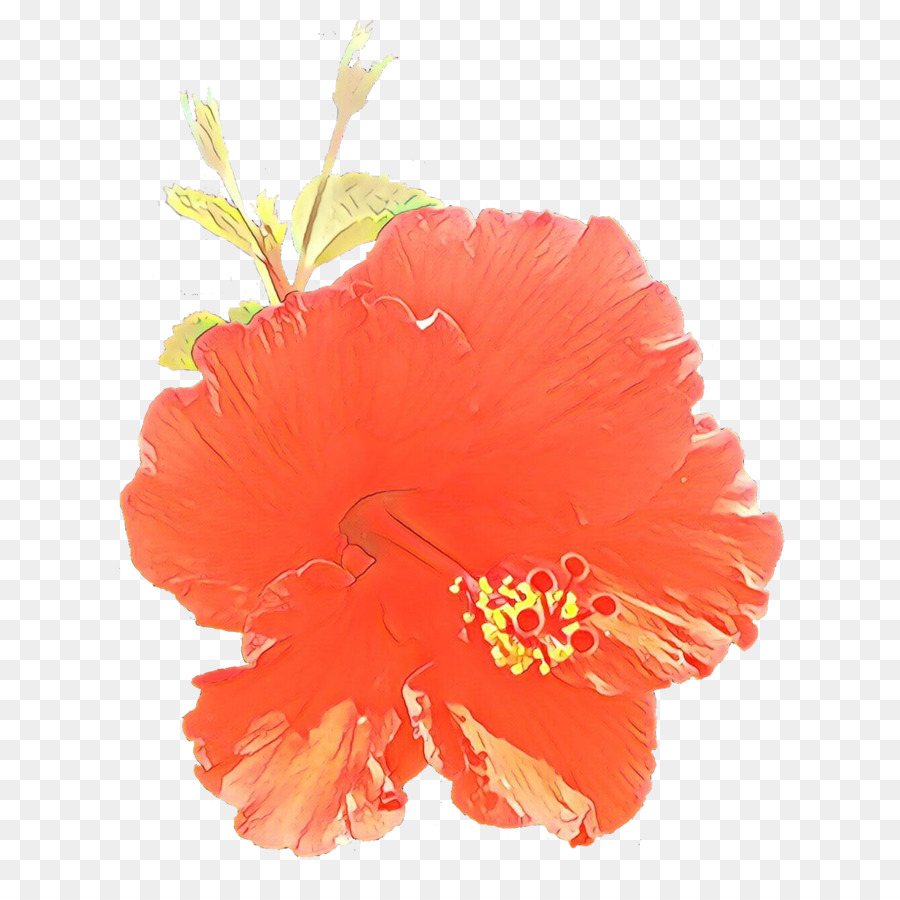 Hibiscus，A Floração Da Planta PNG