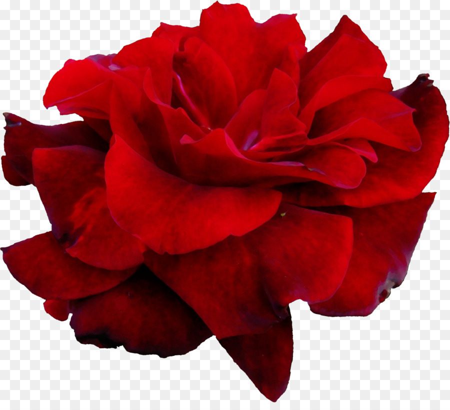 Rosa Vermelha，Florescer PNG